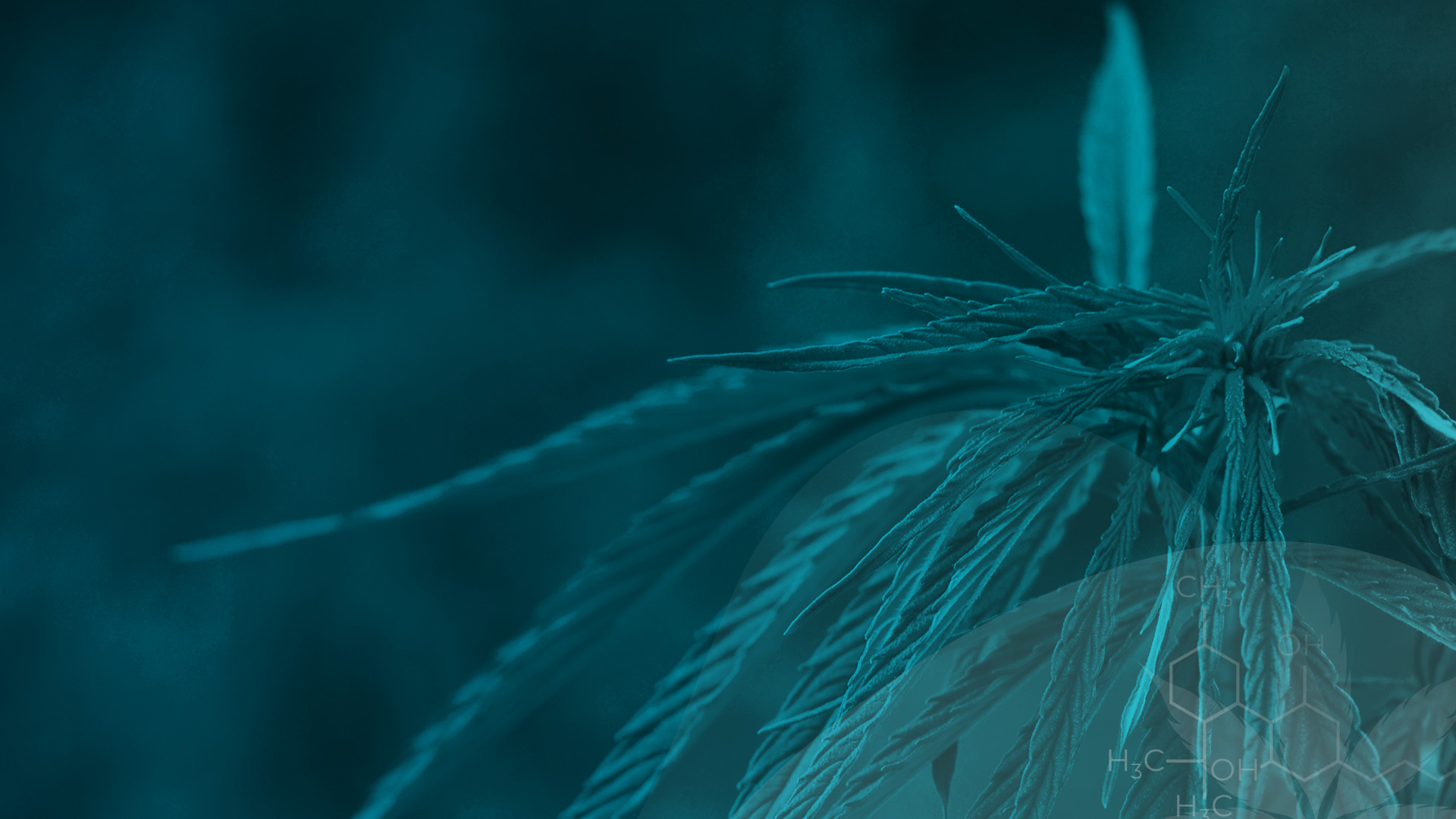La reintegración del cannabis en el compendio de medicina herbaria